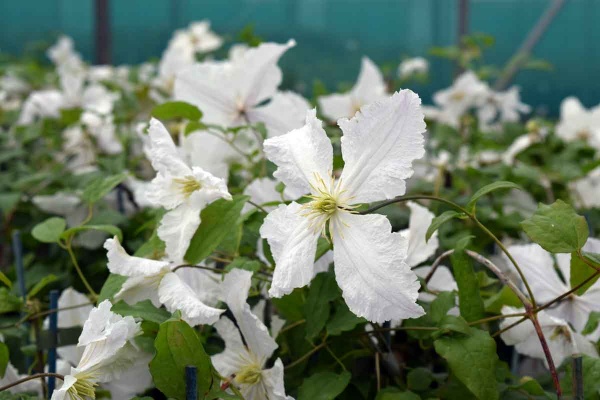 Clematis Prince George