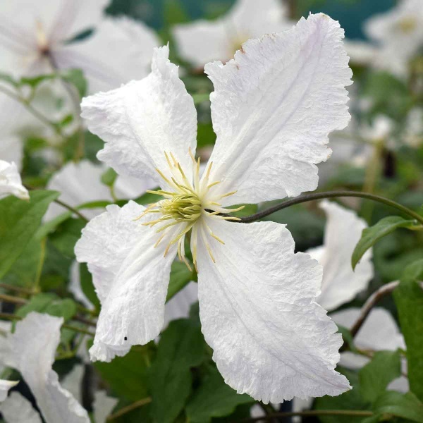 Clematis Prince George