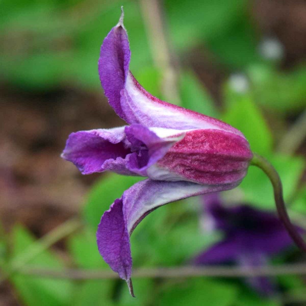 Clematis PRINCE WILLIAM 'Zo08171'