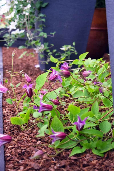 Clematis PRINCE WILLIAM 'Zo08171'