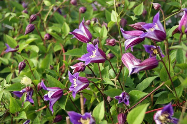 Clematis PRINCE WILLIAM 'Zo08171'