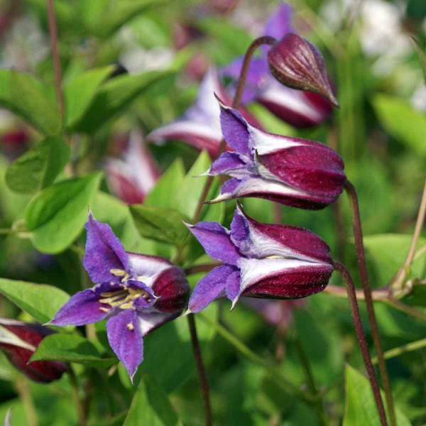 Clematis PRINCE WILLIAM 'Zo08171'