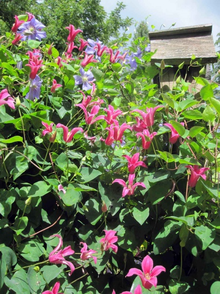 Clematis Princess Diana