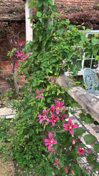 Clematis Princess Diana