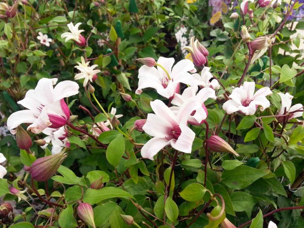 Clematis PRINCESS KATE 'Zoprika'