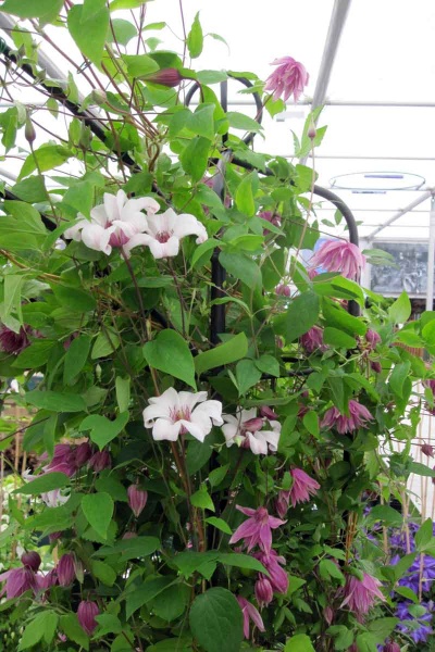 Clematis PRINCESS KATE 'Zoprika'