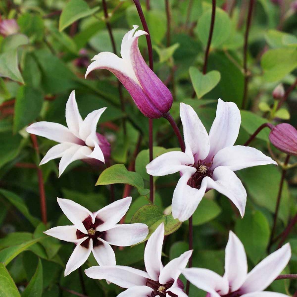 Clematis PRINCESS KATE 'Zoprika'