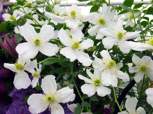 Clematis Prosperity