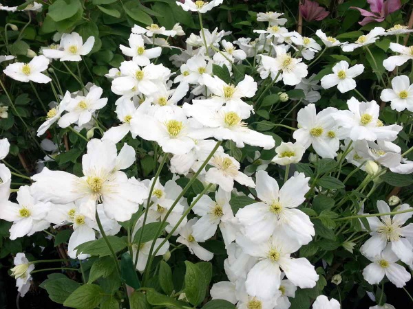 Clematis Prosperity