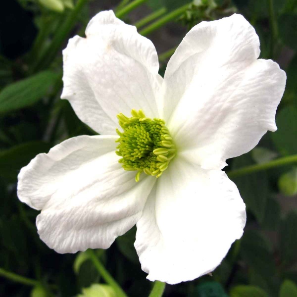 Clematis Prosperity