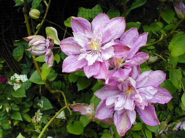 Clematis Proteus