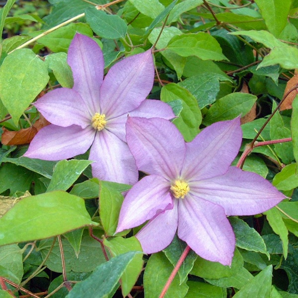 Clematis Proteus