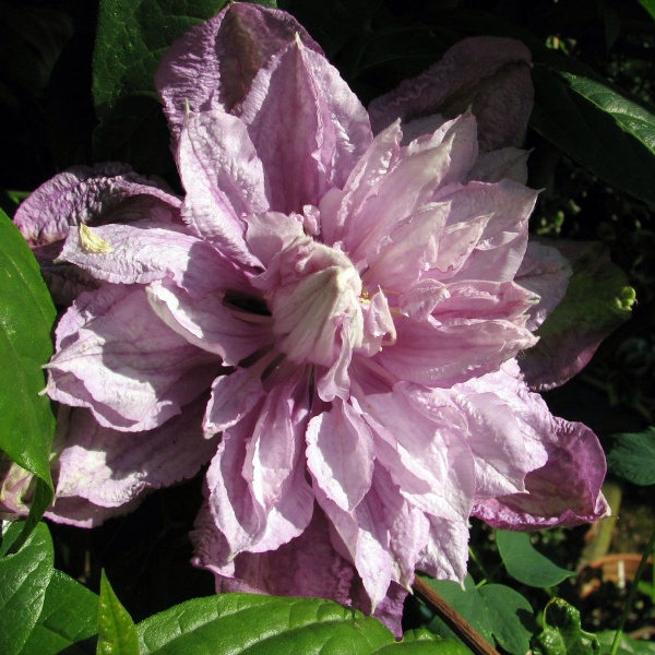 Clematis Proteus