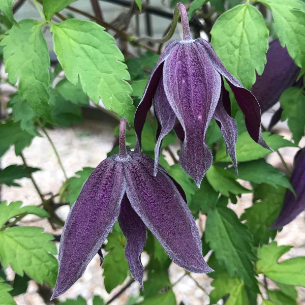 Clematis Purple Spider