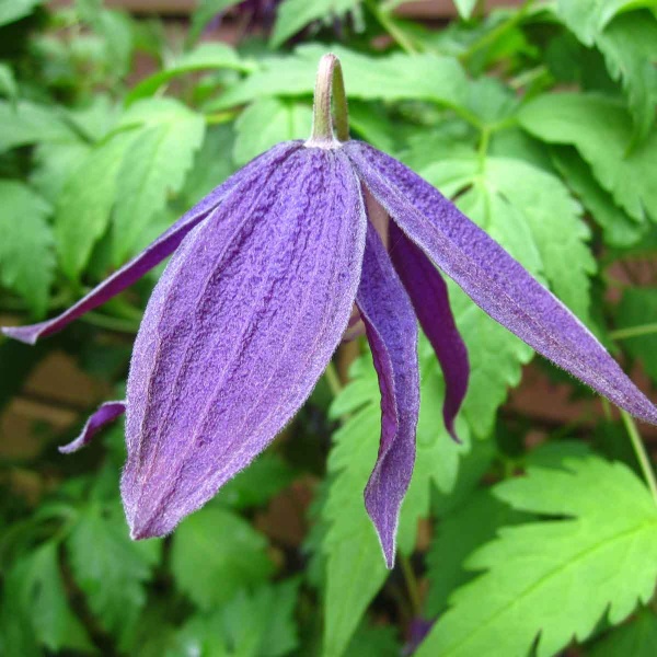 Clematis Purple Spider