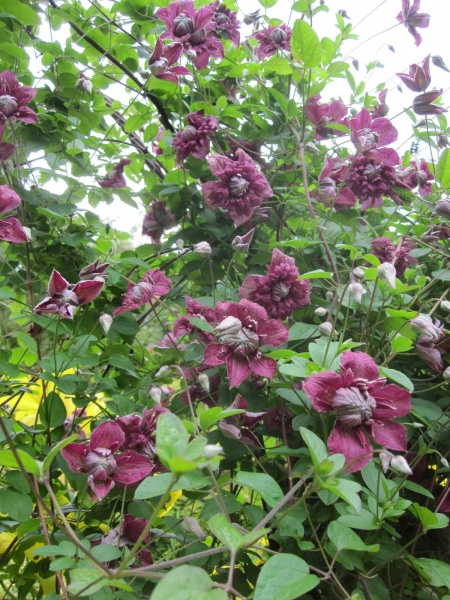 Clematis Purpurea Plena Elegans