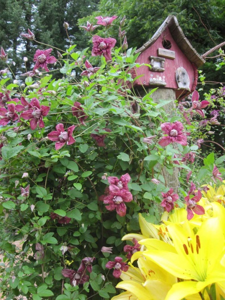 Clematis Purpurea Plena Elegans