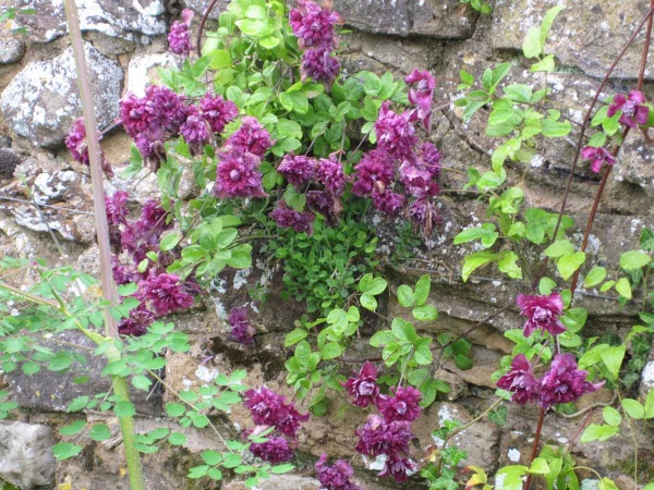 Clematis Purpurea Plena Elegans