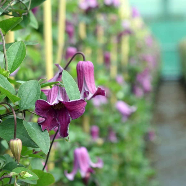 Clematis QUEEN MOTHER 'Zoqum'