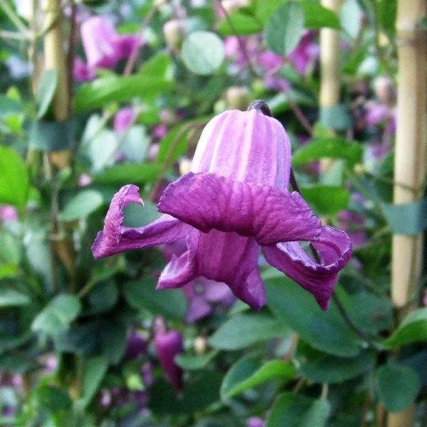 Clematis QUEEN MOTHER 'Zoqum'