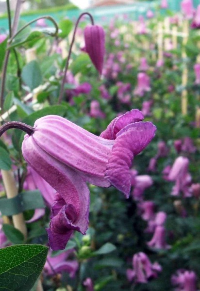 Clematis QUEEN MOTHER 'Zoqum'