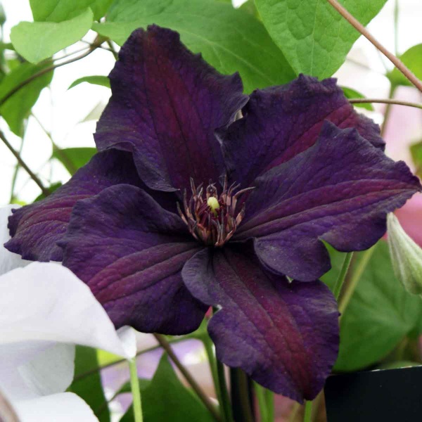 Clematis Rasputin