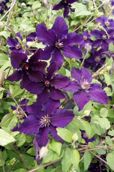 Clematis Rasputin