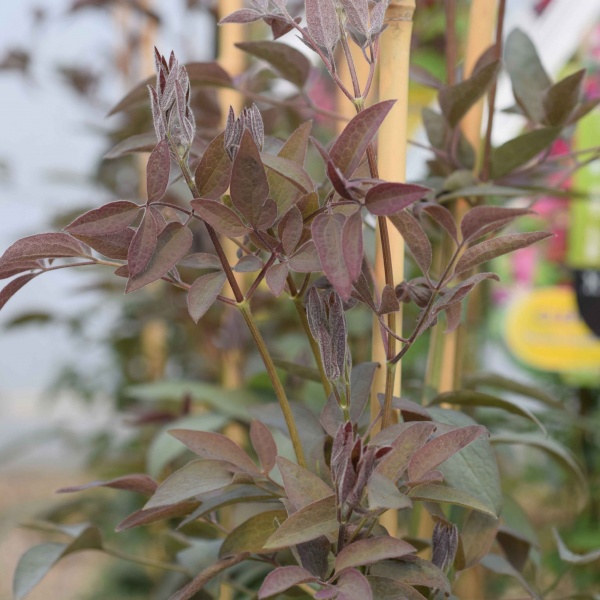 Clematis recta Purpurea