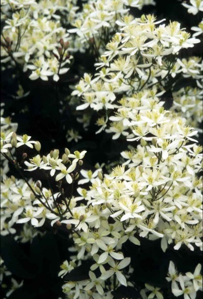 Clematis recta Purpurea