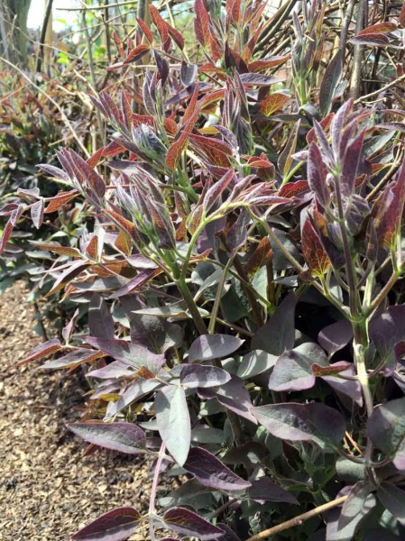 Clematis recta Purpurea