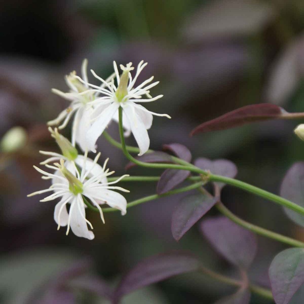 Clematis recta Purpurea