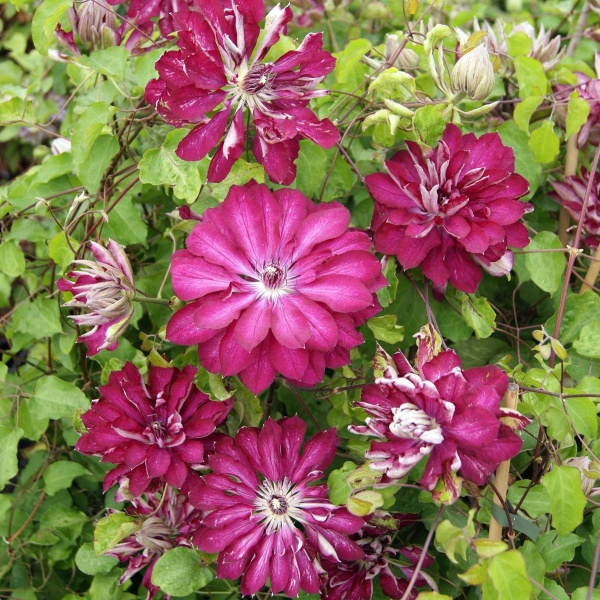 Clematis RED PASSION 'Zo11056'