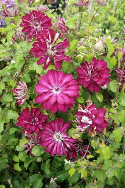 Clematis RED PASSION 'Zo11056'