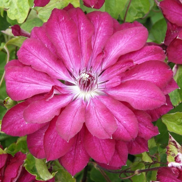 Clematis RED PASSION 'Zo11056'