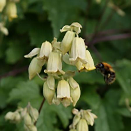 Clematis rehderiana