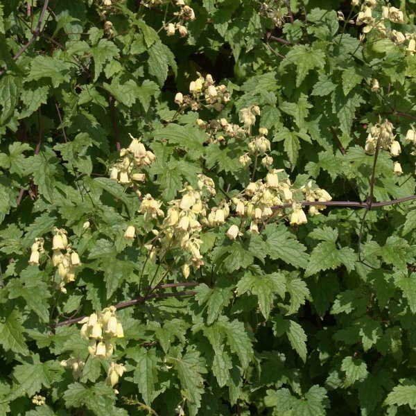 Clematis rehderiana