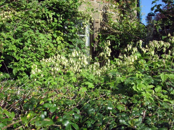 Clematis rehderiana