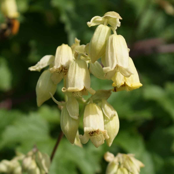 Clematis rehderiana