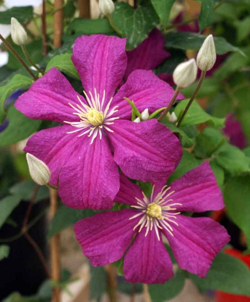 Clematis Remembrance