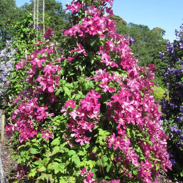 Clematis Remembrance