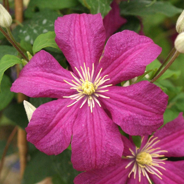 Clematis Remembrance