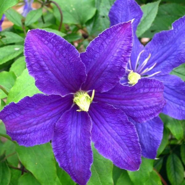 Clematis Rhapsody (Fretwell)