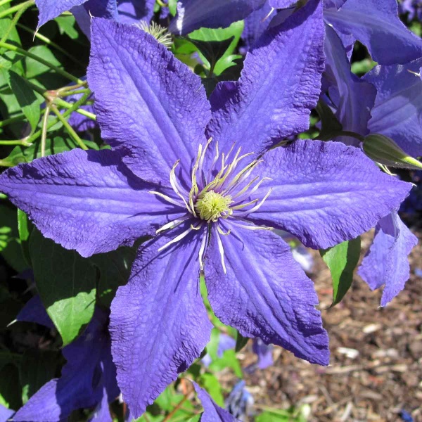 Clematis Rhapsody (Fretwell)