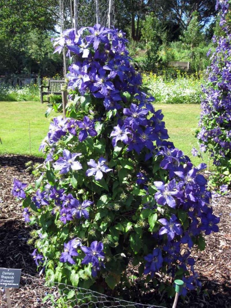 Clematis Rhapsody (Fretwell)