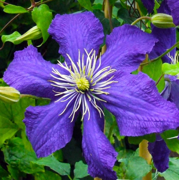 Clematis Rhapsody (Fretwell)