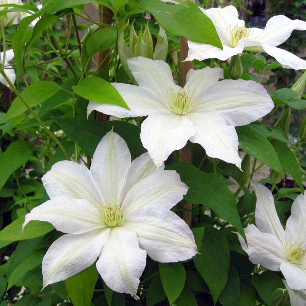 Clematis Roko-Kolla