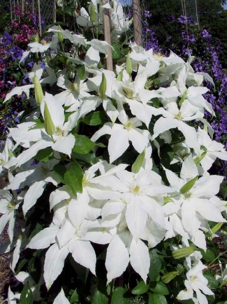 Clematis Roko-Kolla