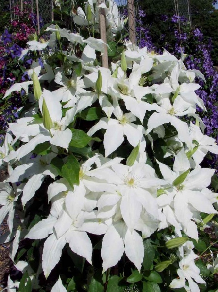 Clematis Roko-Kolla