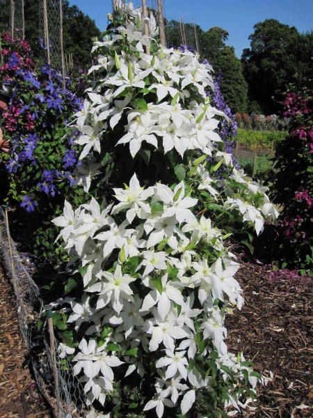 Clematis Roko-Kolla