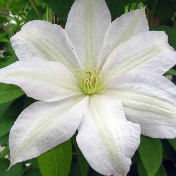 Clematis Roko-Kolla